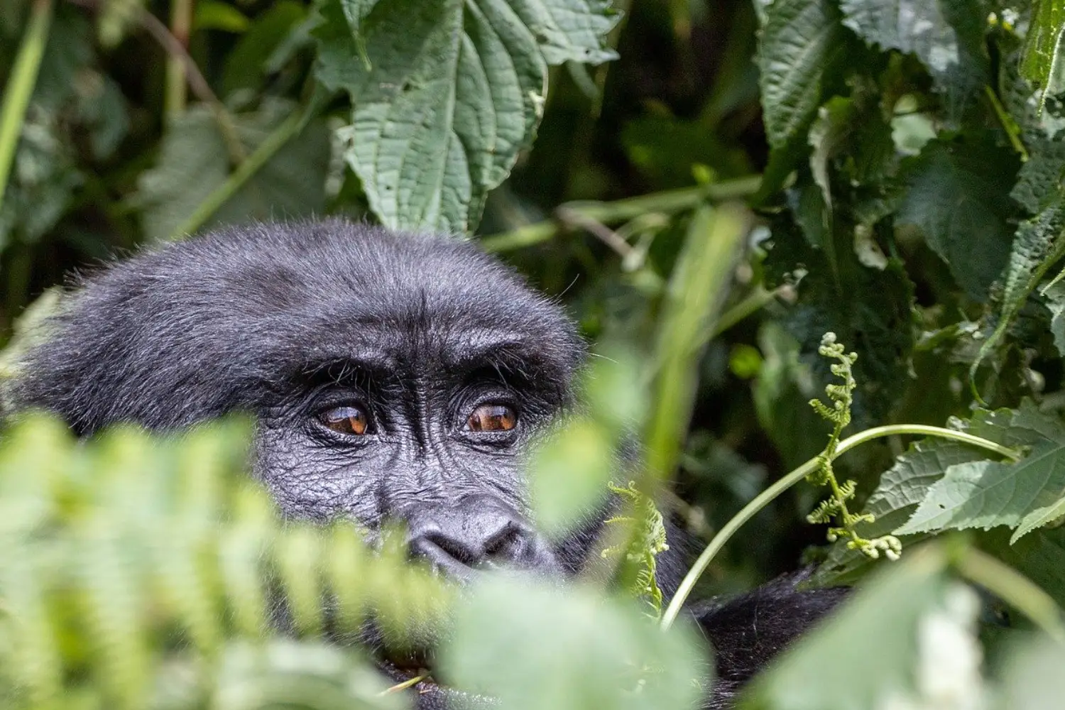 Gorilla And Chimpanzee Photography Safari