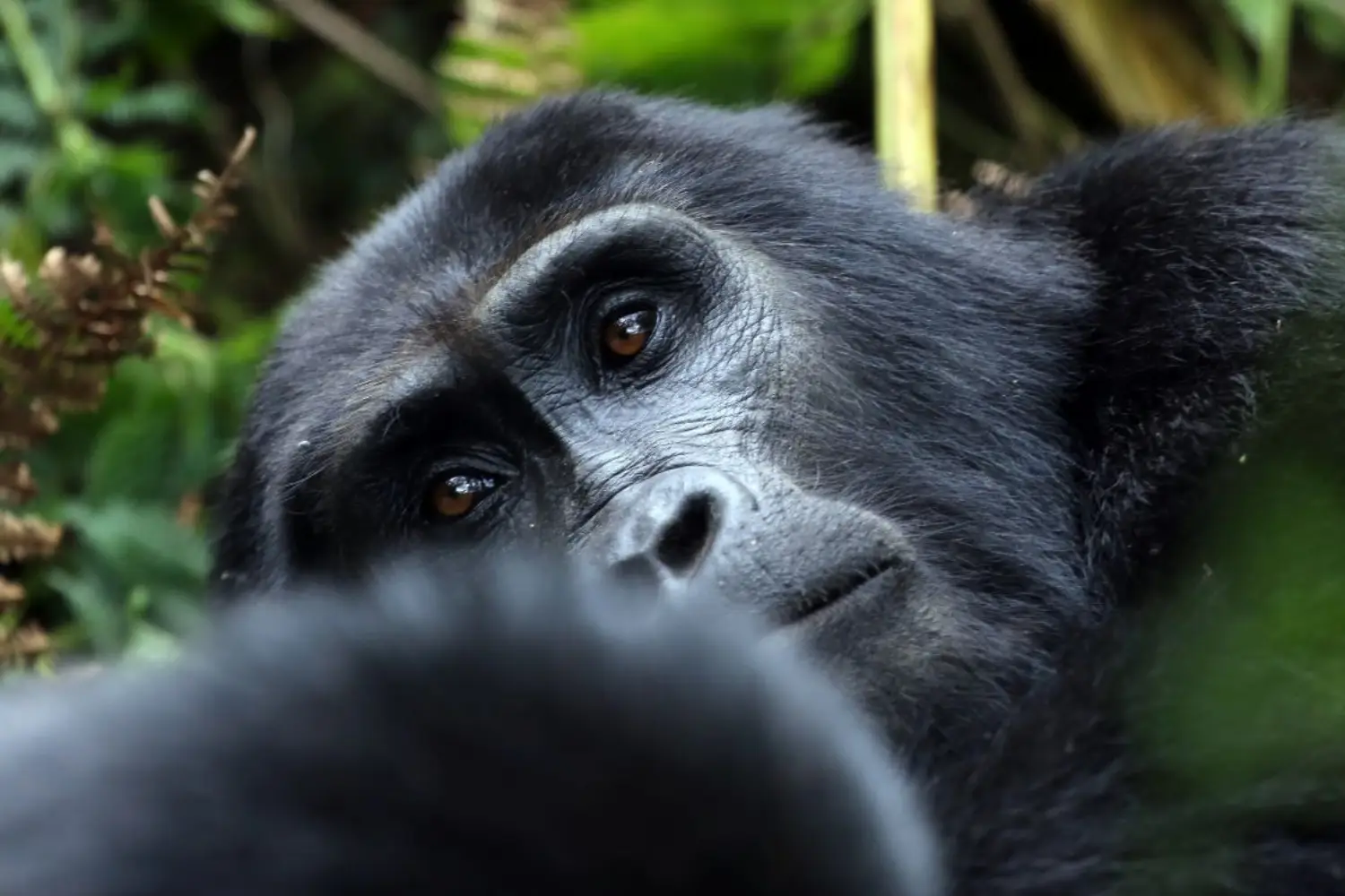 Gorilla And Chimpanzee Photography Safari