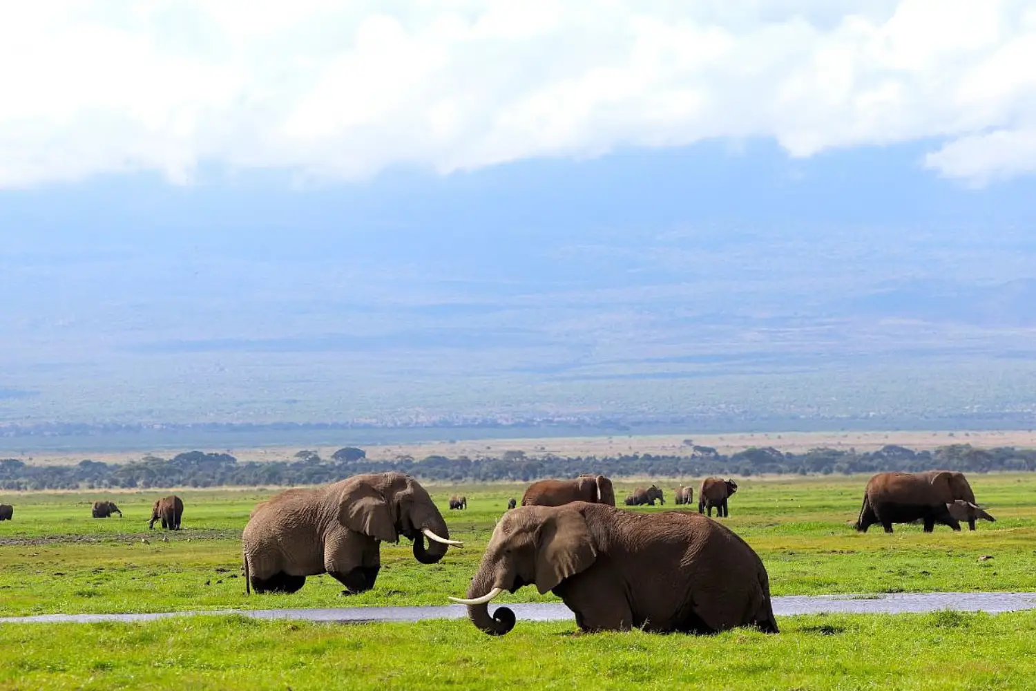 Kenya Honeymoon Wildlife Safari