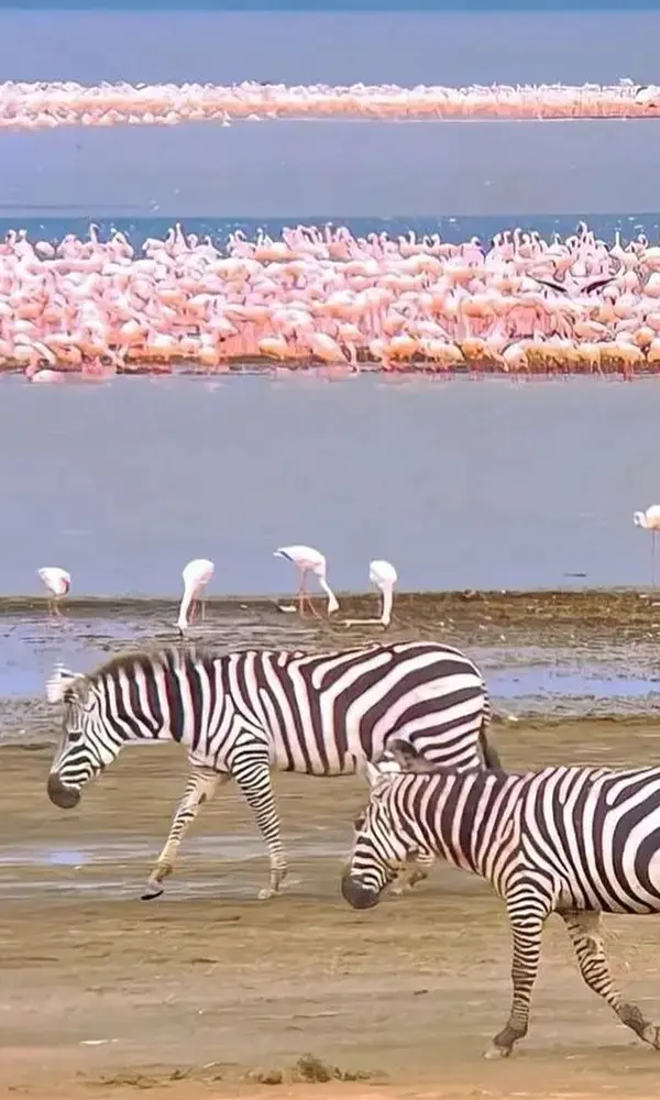 Kenya Honeymoon Wildlife Safari