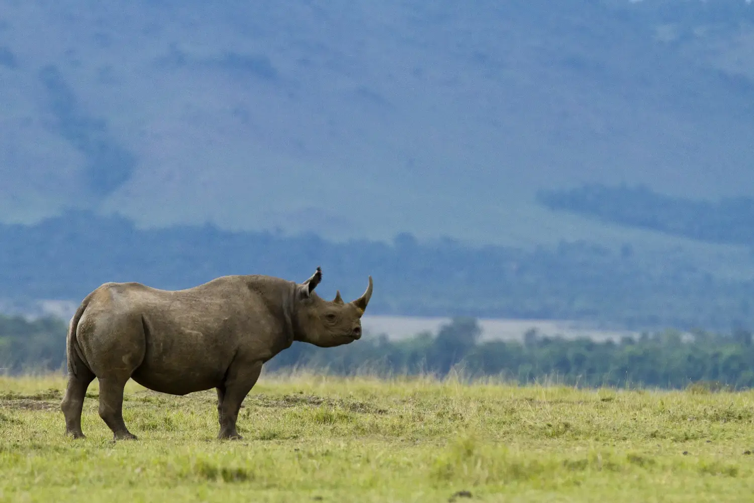 Kenya Safaris