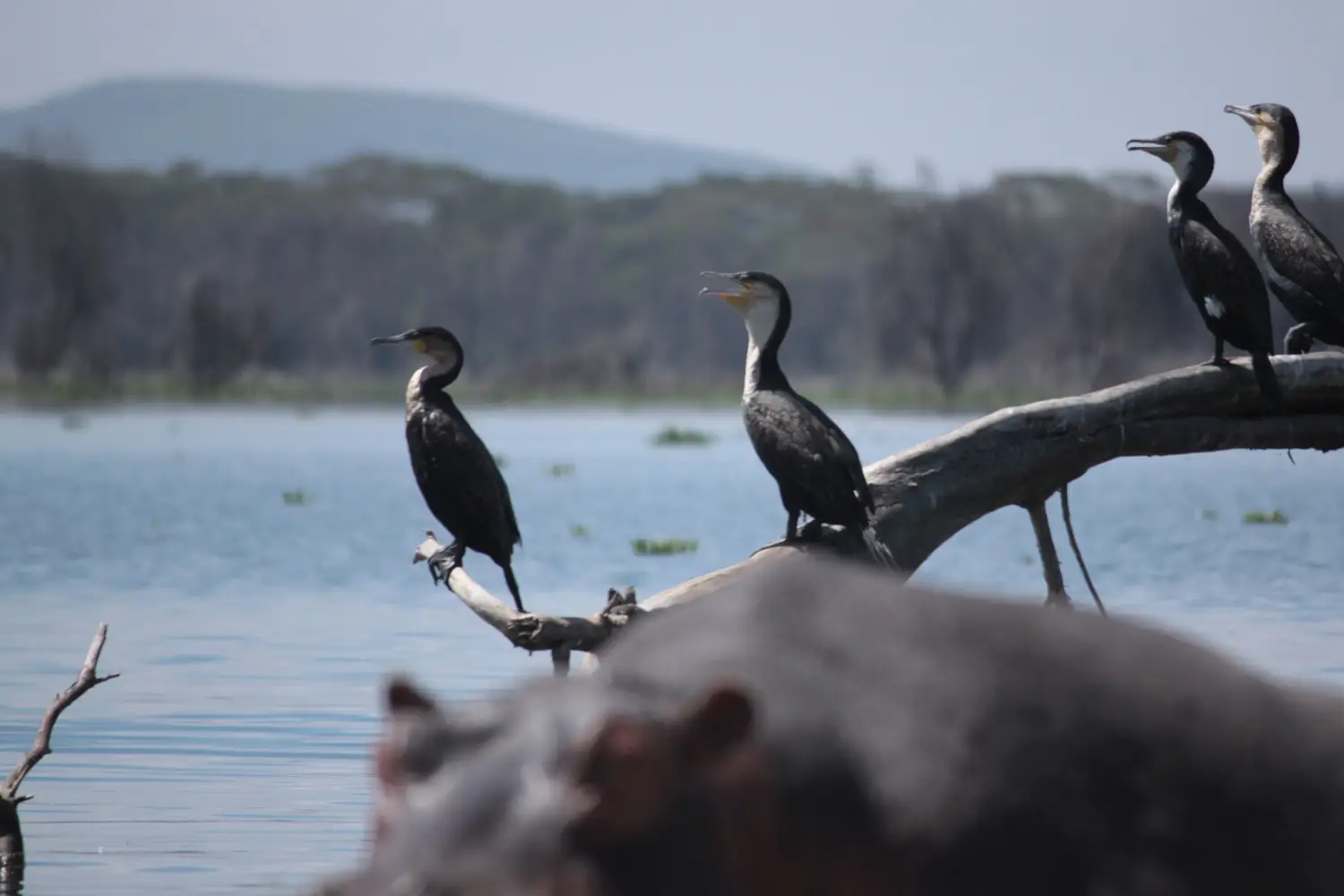 Kenya Safaris