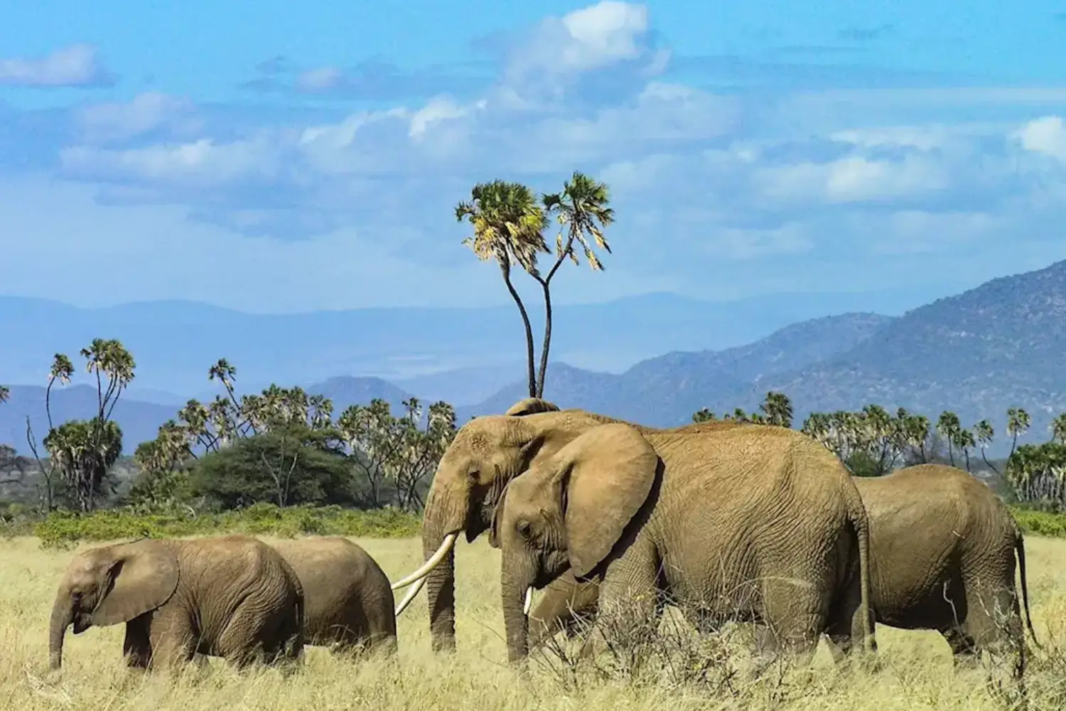 Kenya Safaris