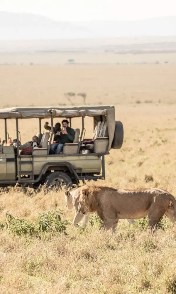 Kenya Safaris