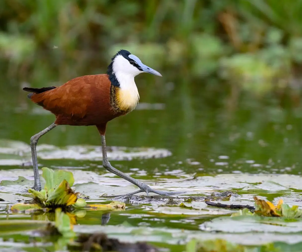 Uganda Birding Tour