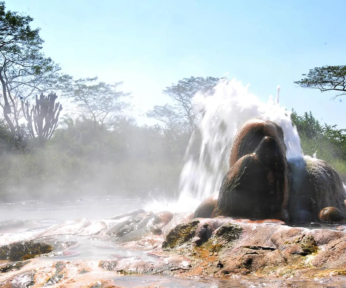 Uganda Birding Tour