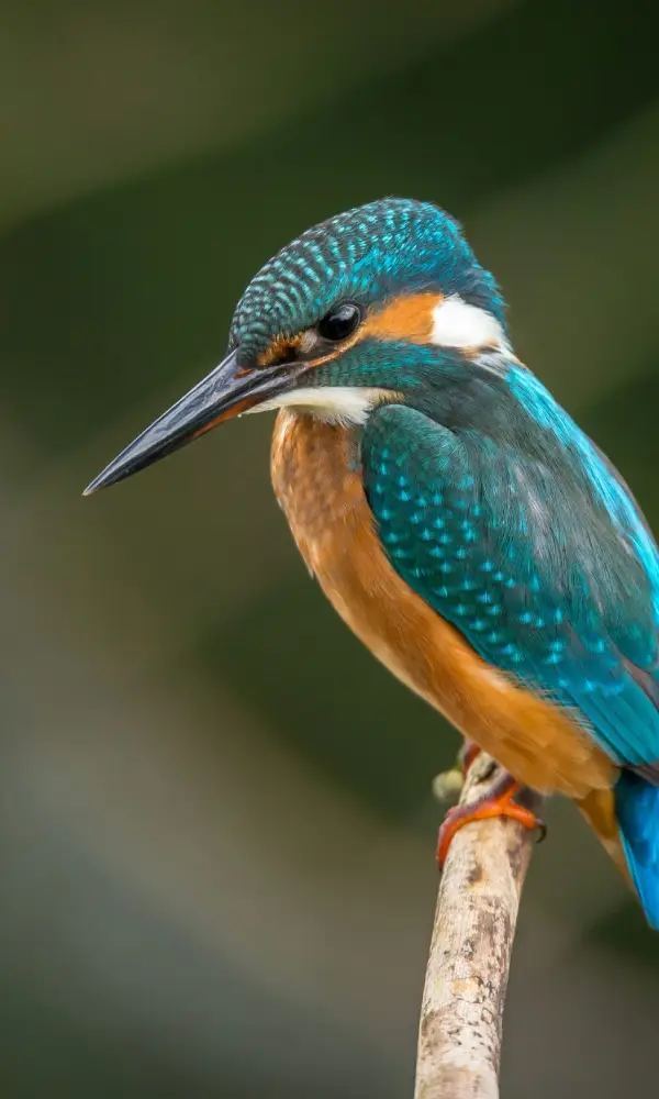 Uganda Birding Tour