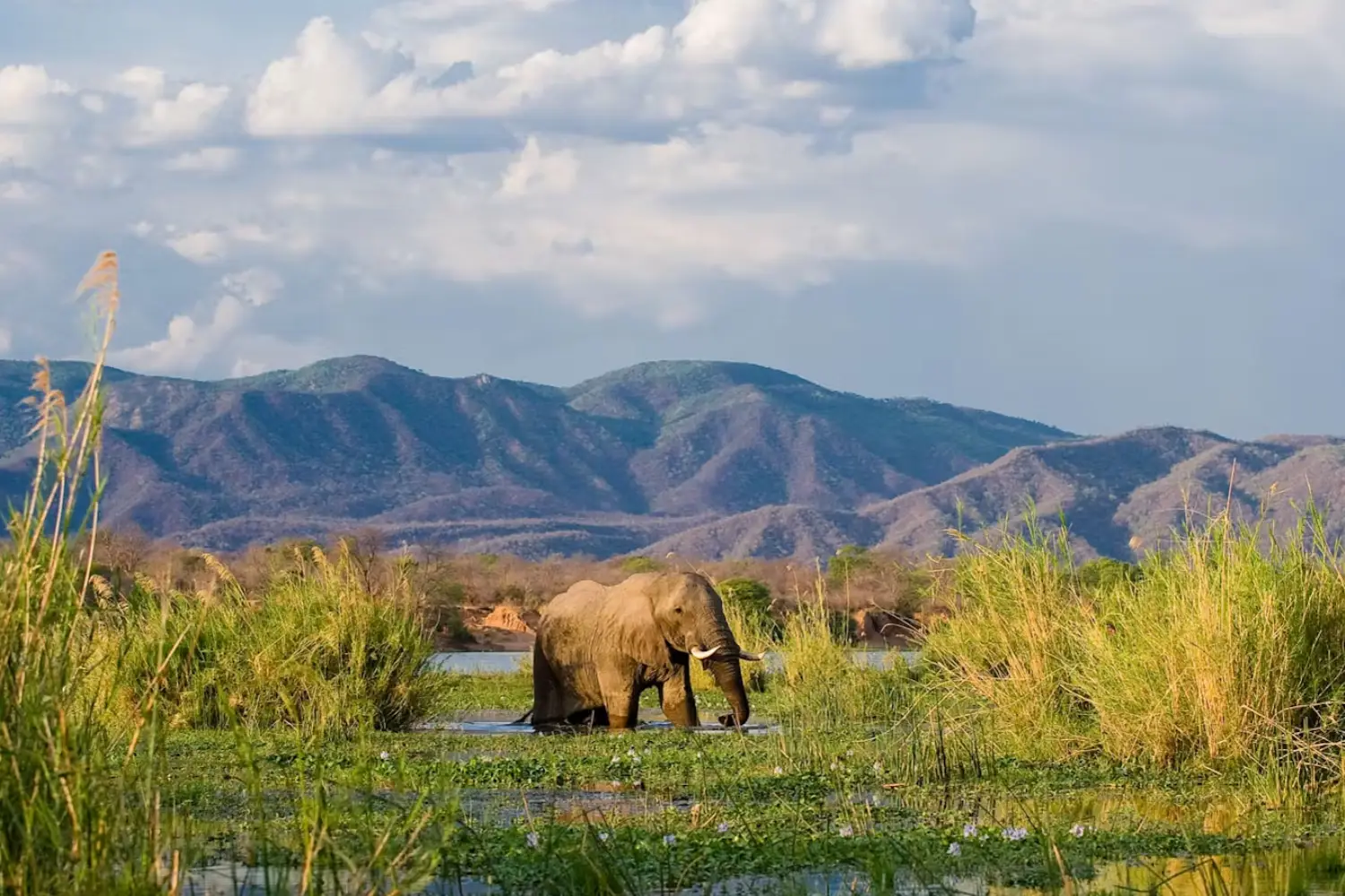 Zambia Classic Safari