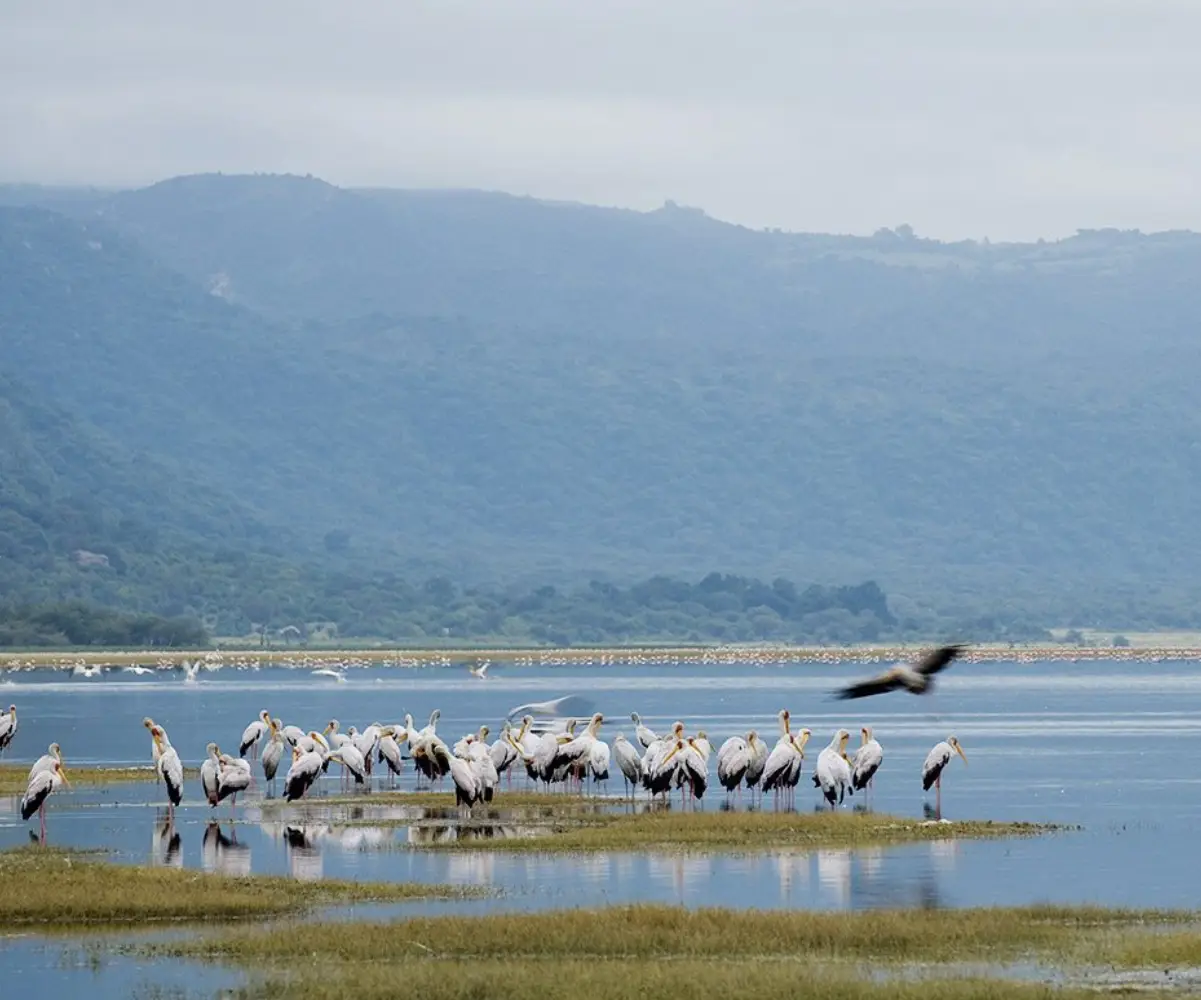 Tanzania Safari And Zanzibar Holiday