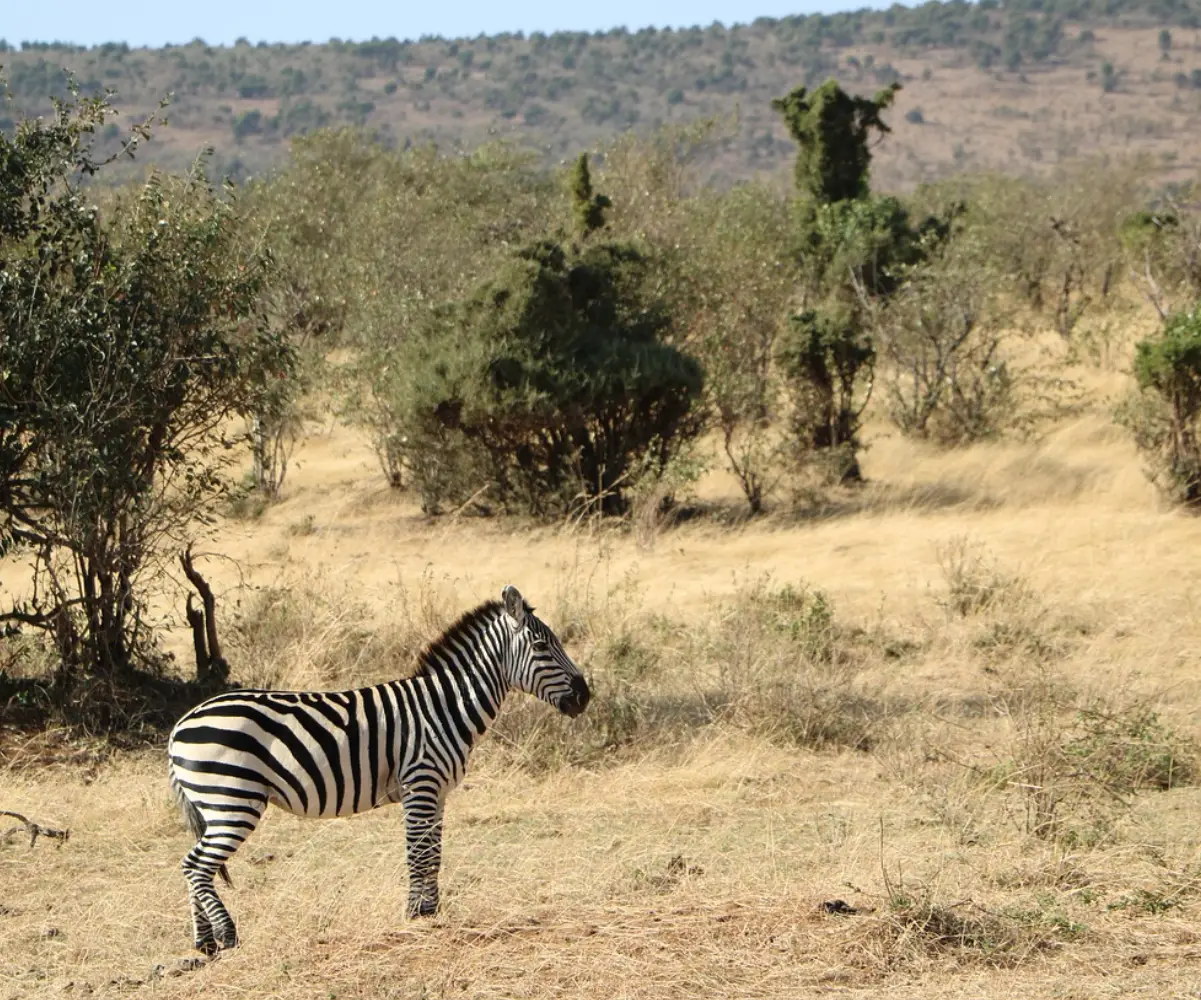 Tanzania Safari And Zanzibar Holiday