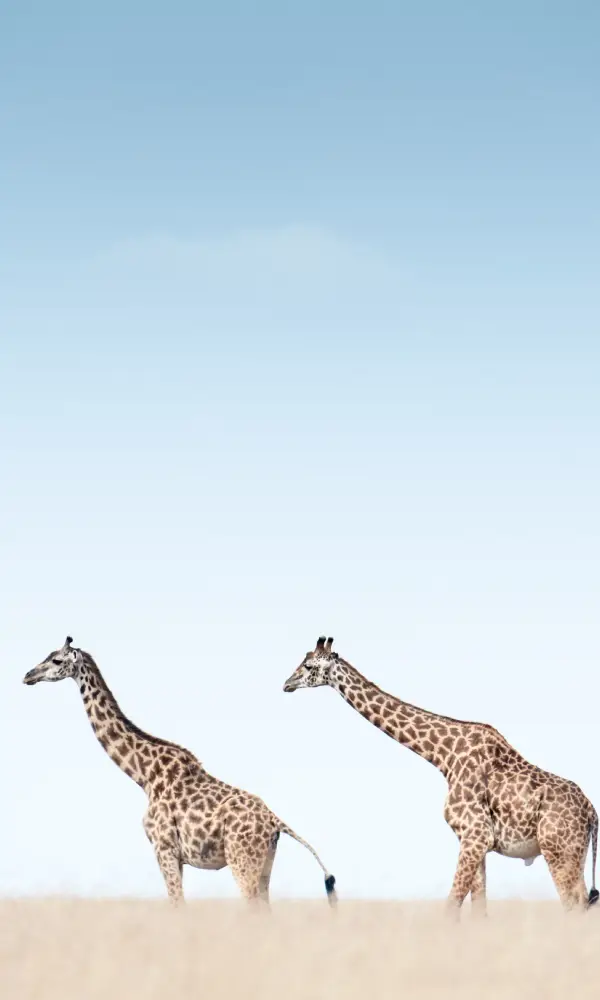 Tanzania Safari And Zanzibar Holiday