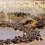 African Safari Tours