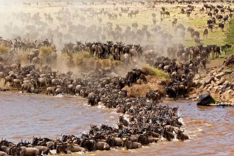 The Ultimate Guide to Planning a Safari in East Africa