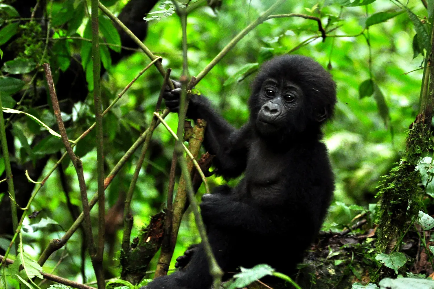 African Safari Tours