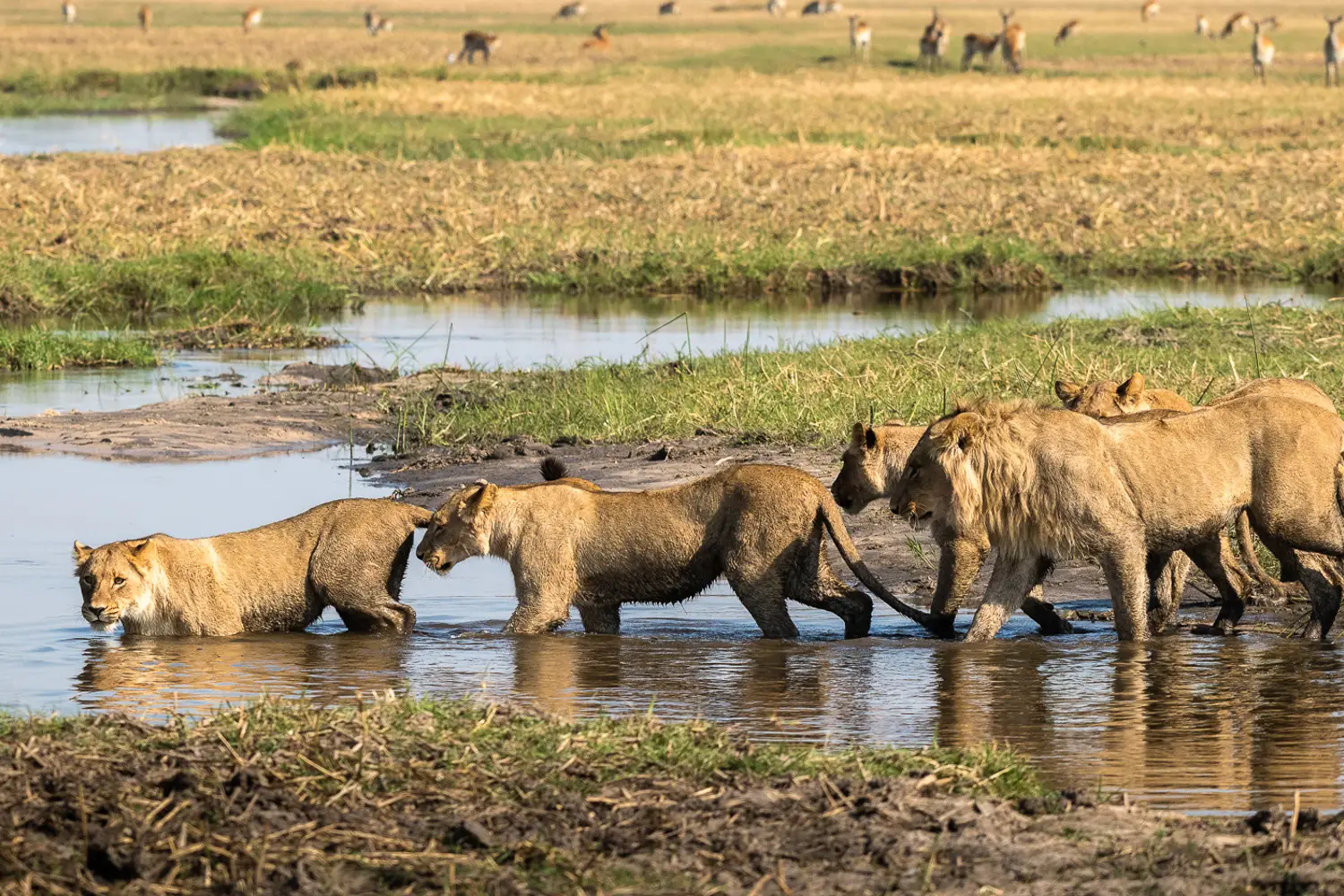 African Safari Tours
