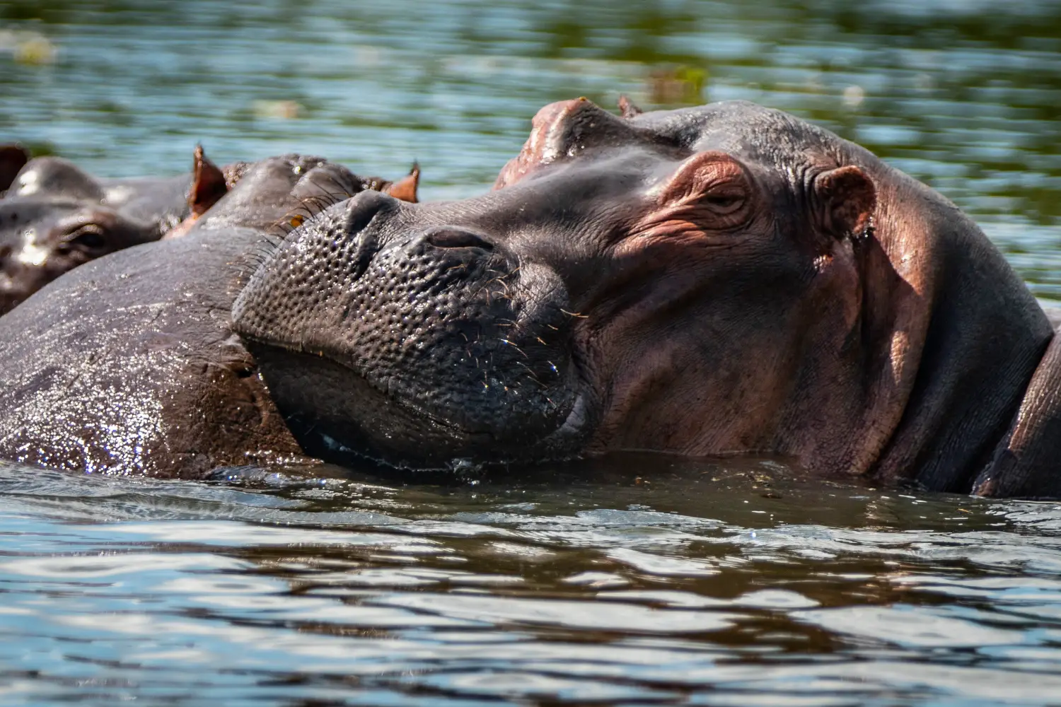 African Safari Tours