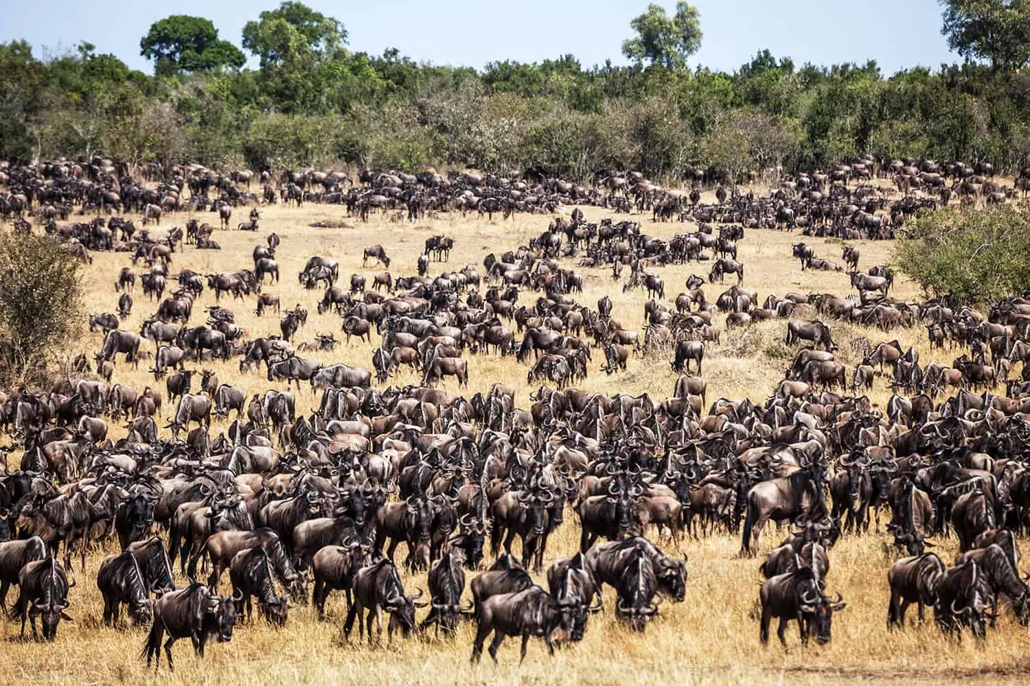 Birding Exhibition Safari in Kenya