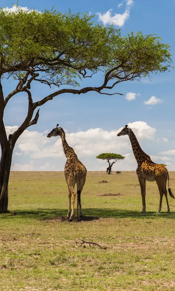 Birding Exhibition Safari in Kenya