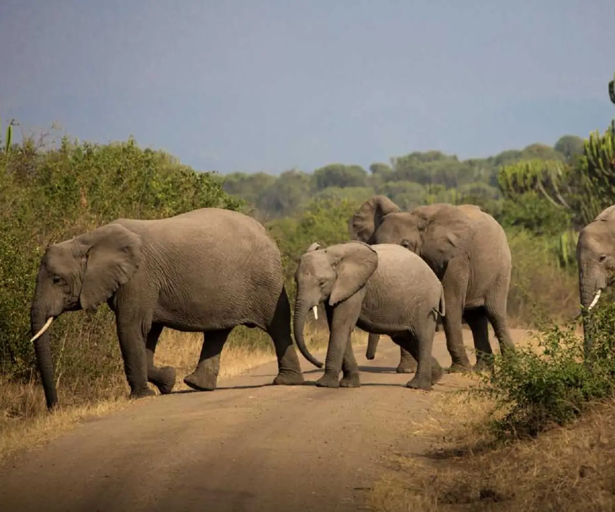 Uganda Birding Tour