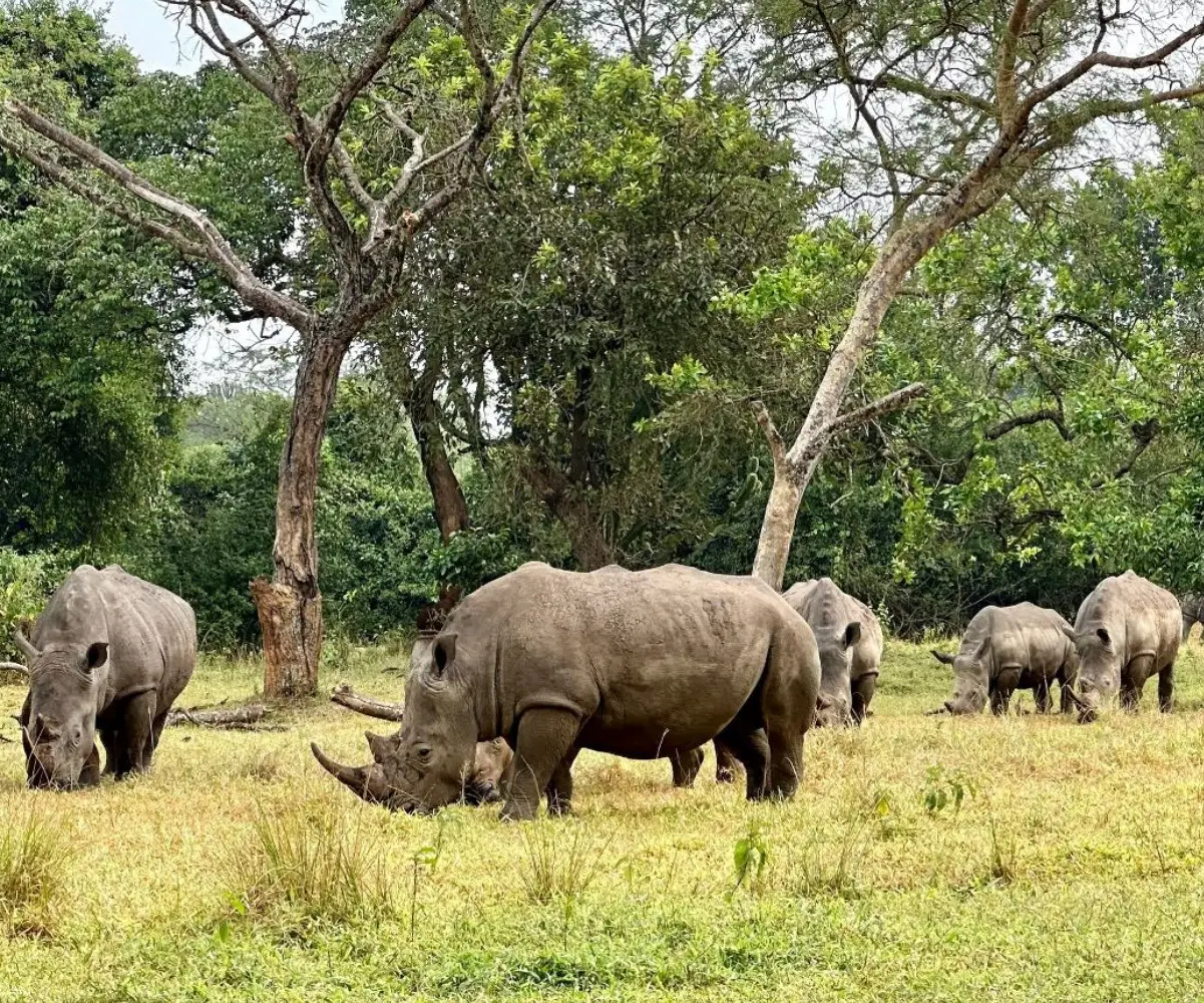 Uganda Birding Tour