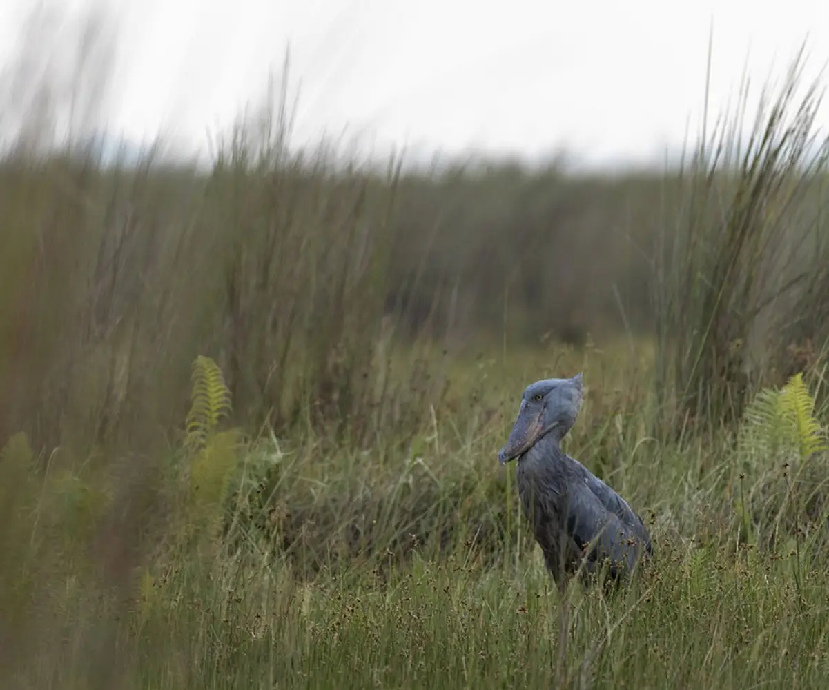 Uganda Birding Tour
