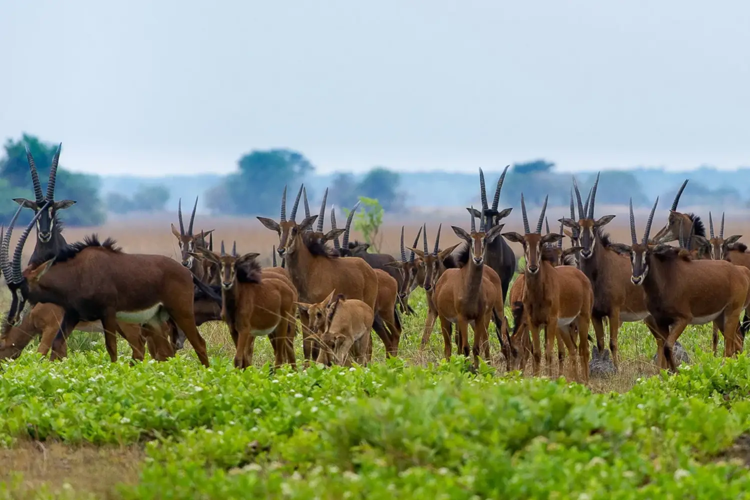 Zambia Wildlife Safaris