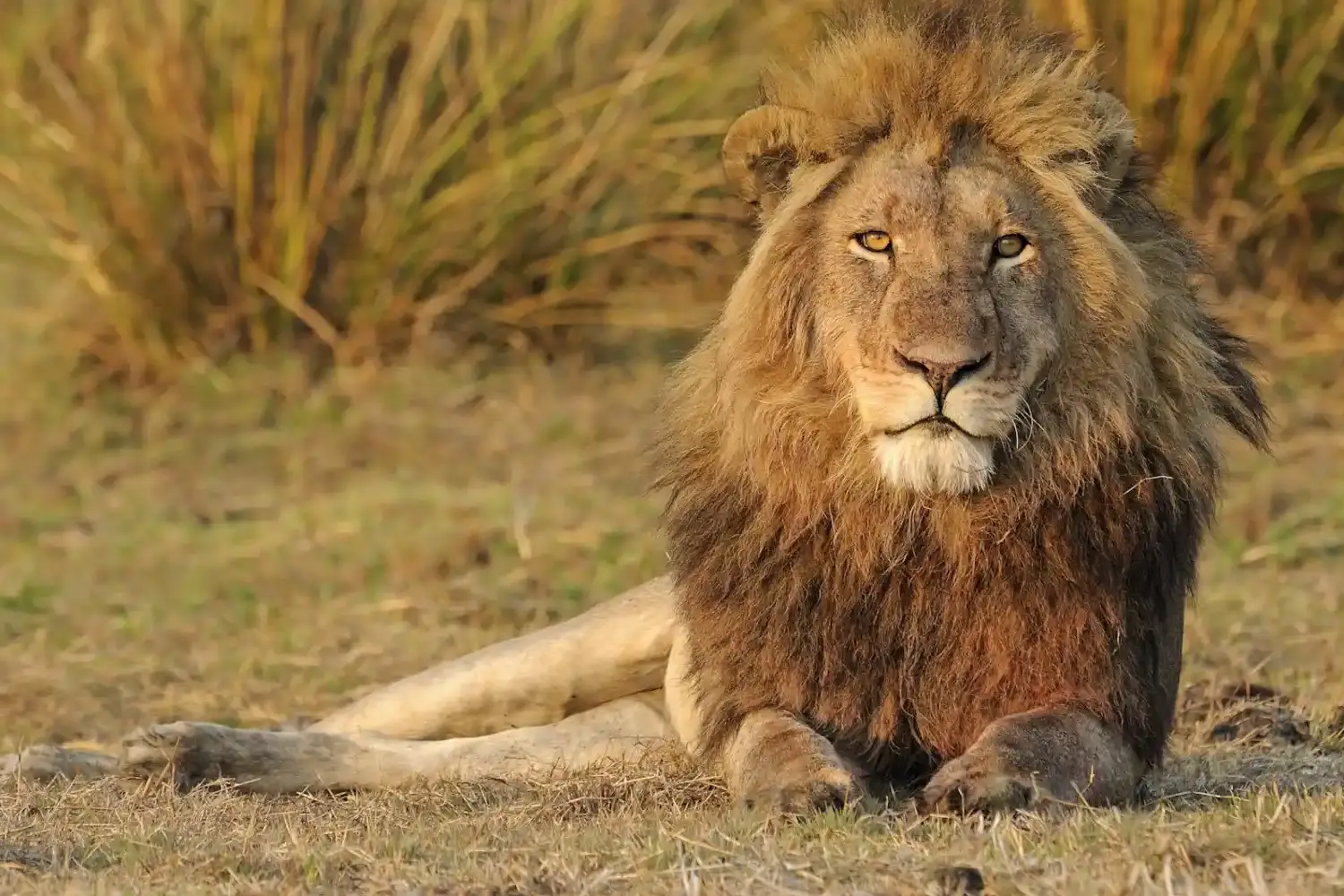 Zambia Wildlife Safaris