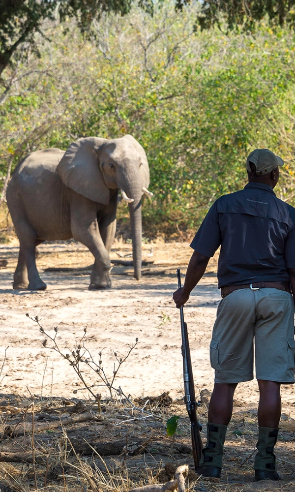 13 Days Best of Botswana, Zimbabwe & Zambia Safari Tour WildLife