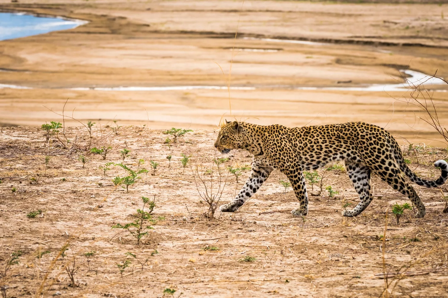 13 Days Best of Botswana, Zimbabwe & Zambia Safari Tour WildLife