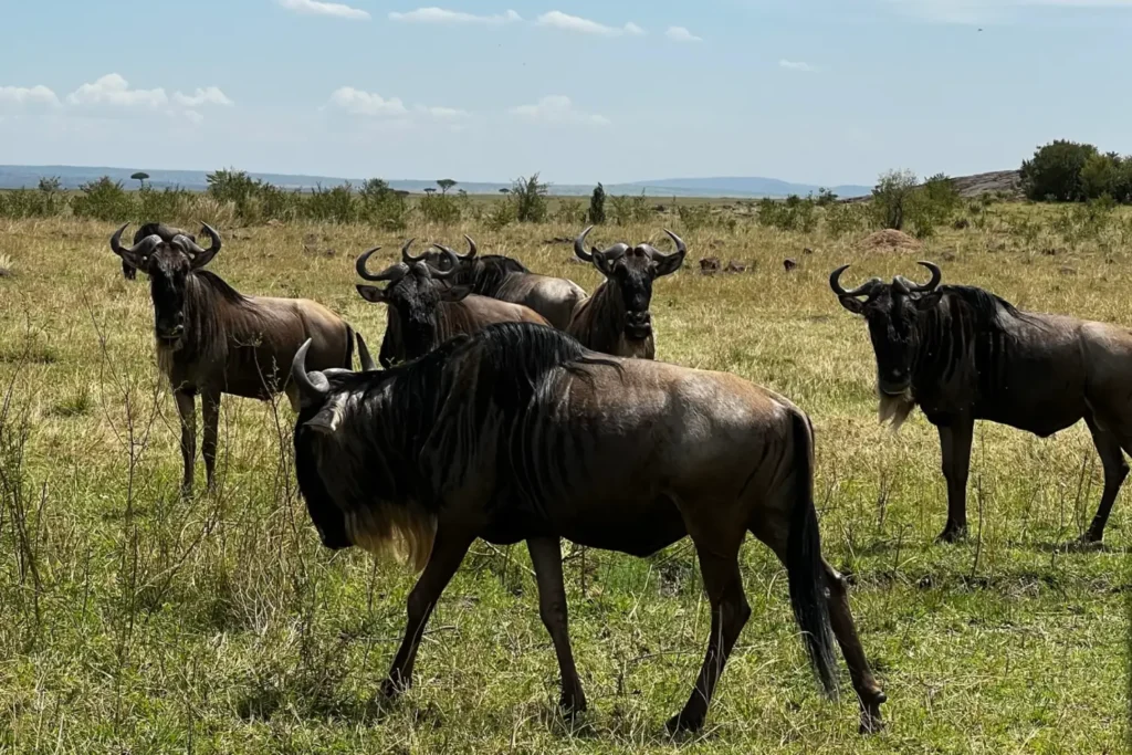 Why a Safari is the Perfect Family Vacation