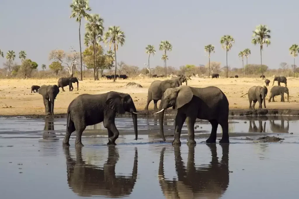 What to Pack for Your First Safari Adventure