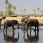 Zimbabwe And Botswana Safari