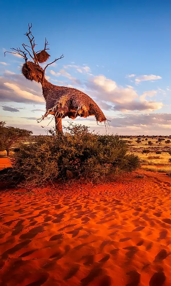 Zimbabwe And Botswana Safari