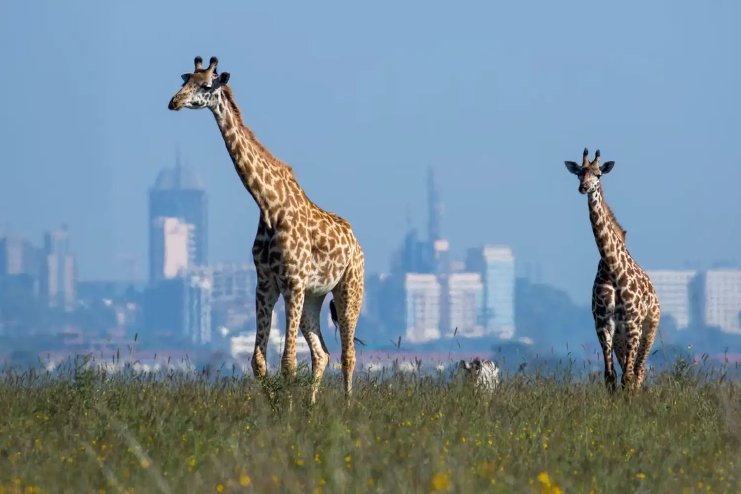 Birding And Wildlife Safari In Kenya