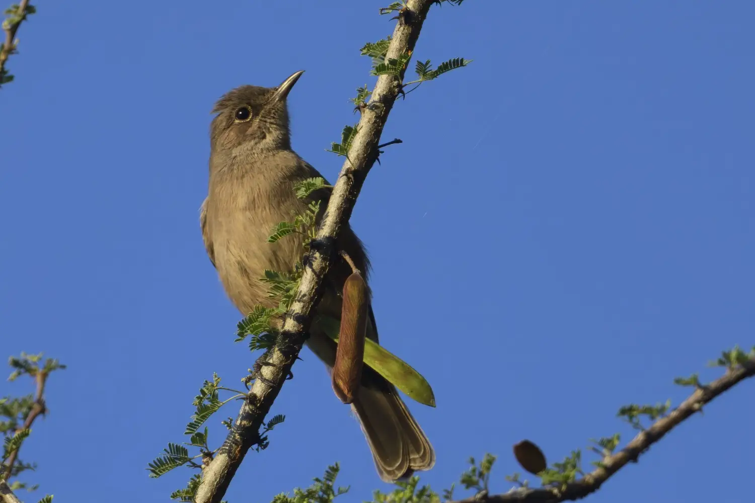 Birding And Wildlife Safari In Kenya