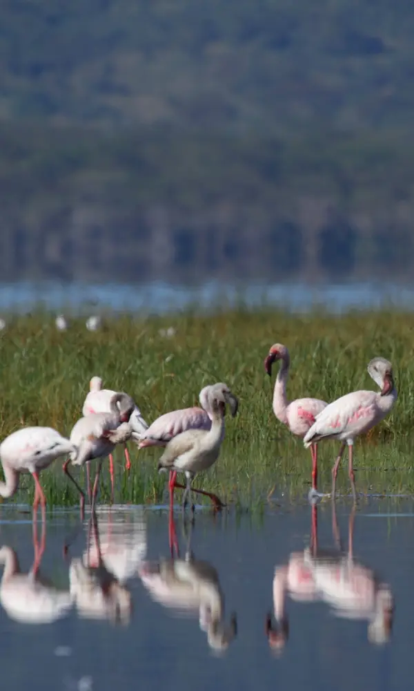Birding And Wildlife Safari In Kenya