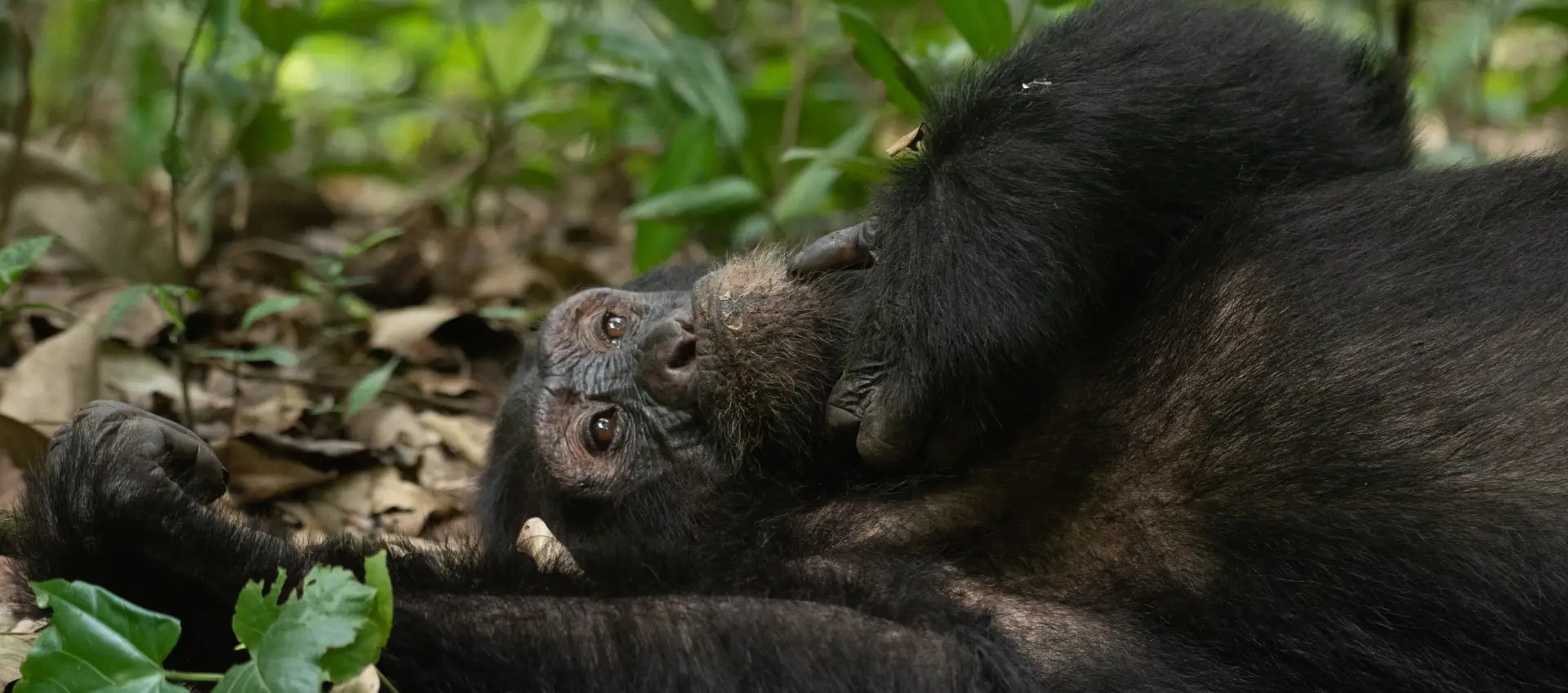 Uganda Birding And Gorilla Safari