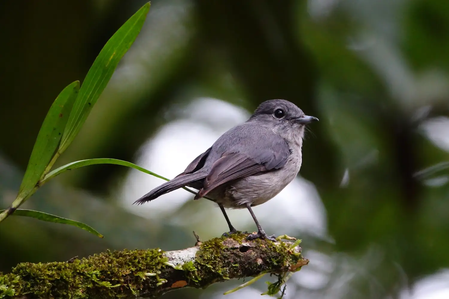 Uganda Birding And Gorilla Safari