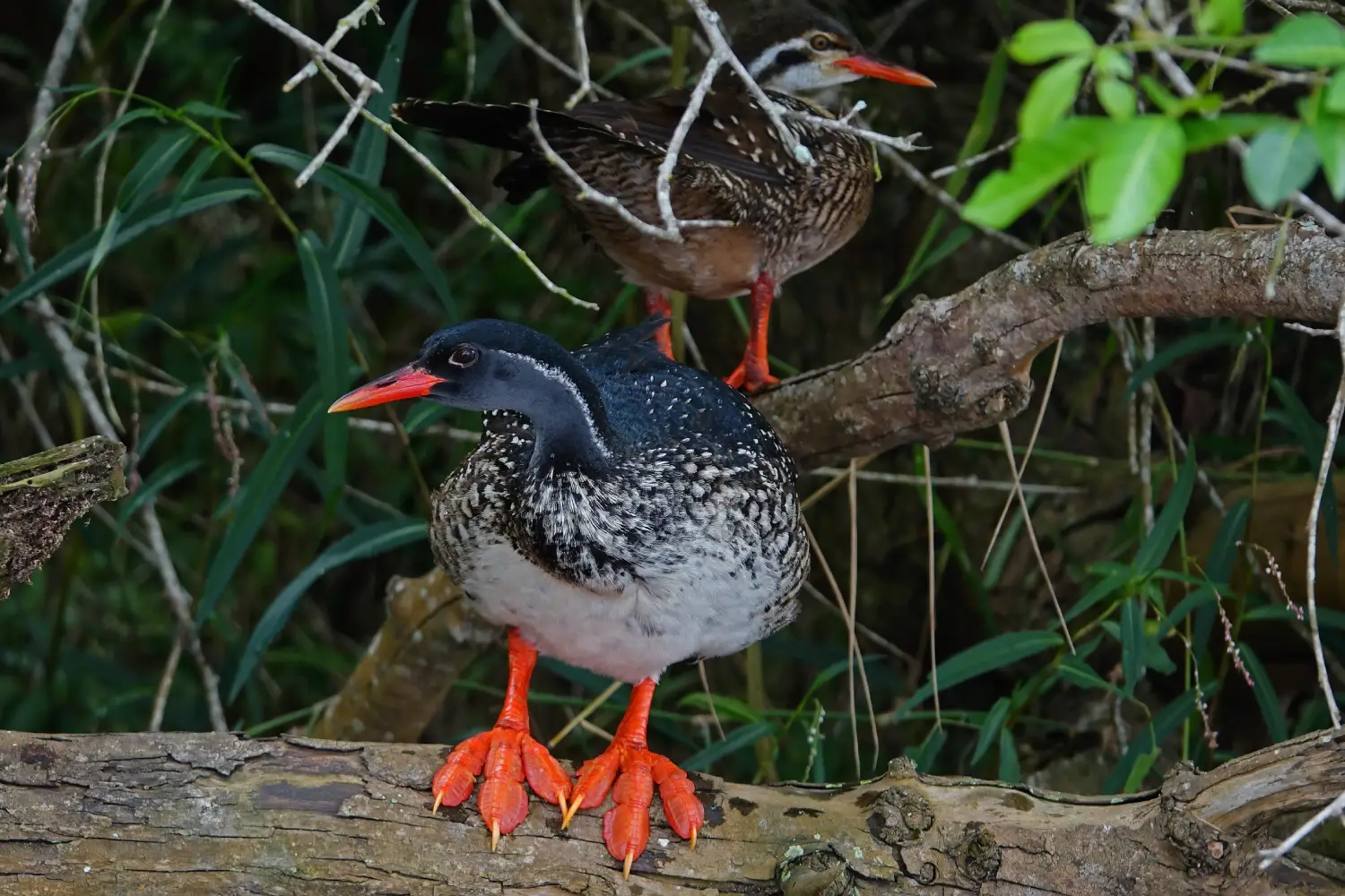 Uganda Birding And Gorilla Safari