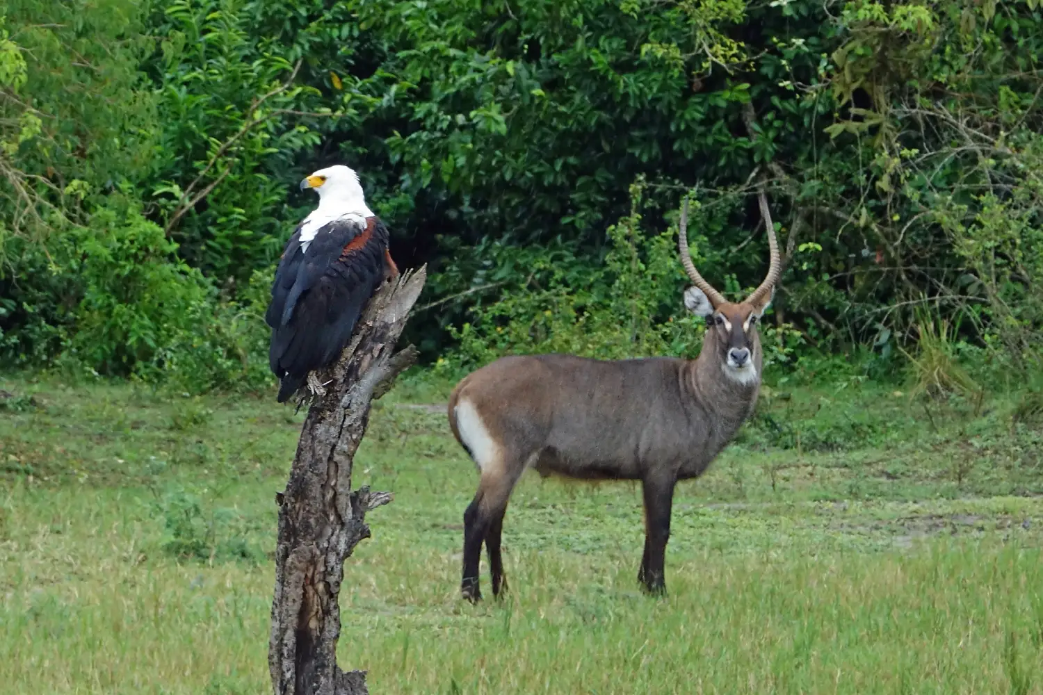 Uganda Birding And Gorilla Safari