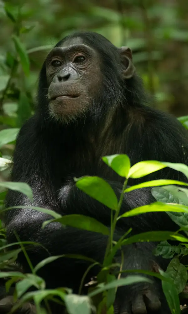 Uganda Birding And Gorilla Safari