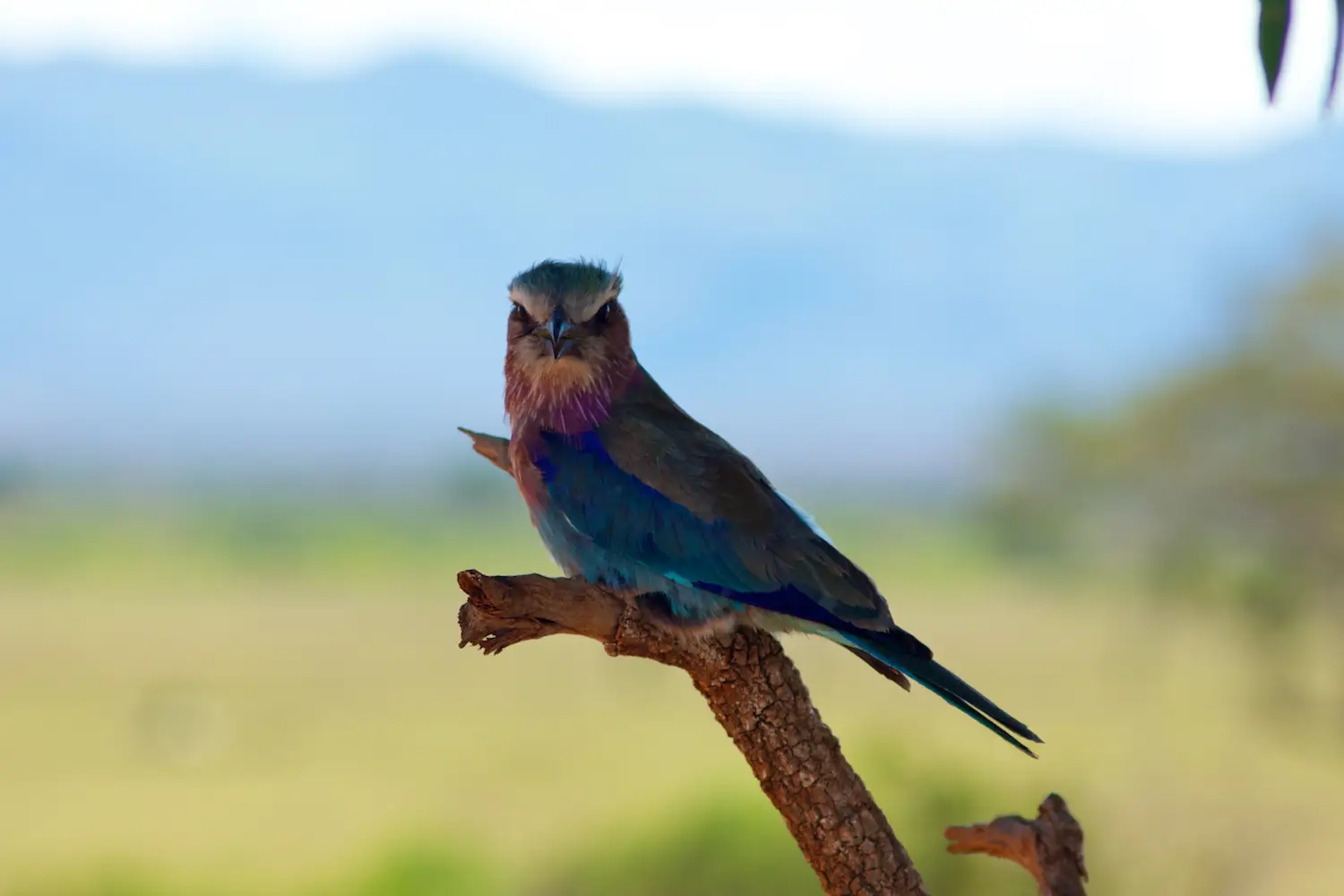 Birding Safari In Kenya