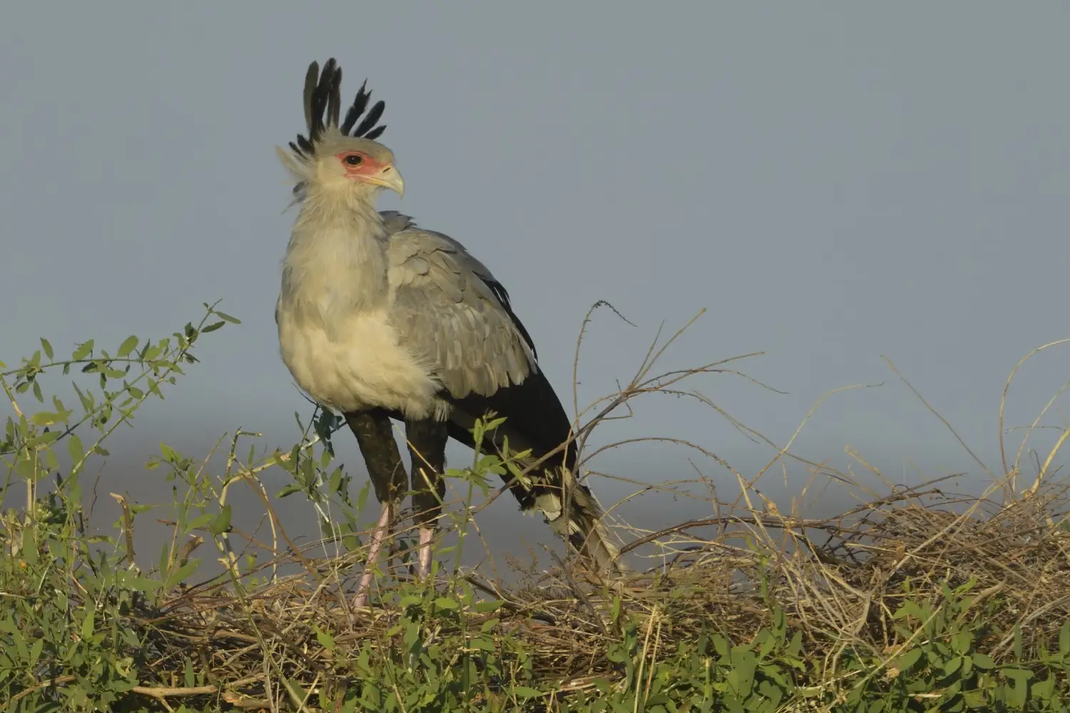 Birding Safari In Kenya