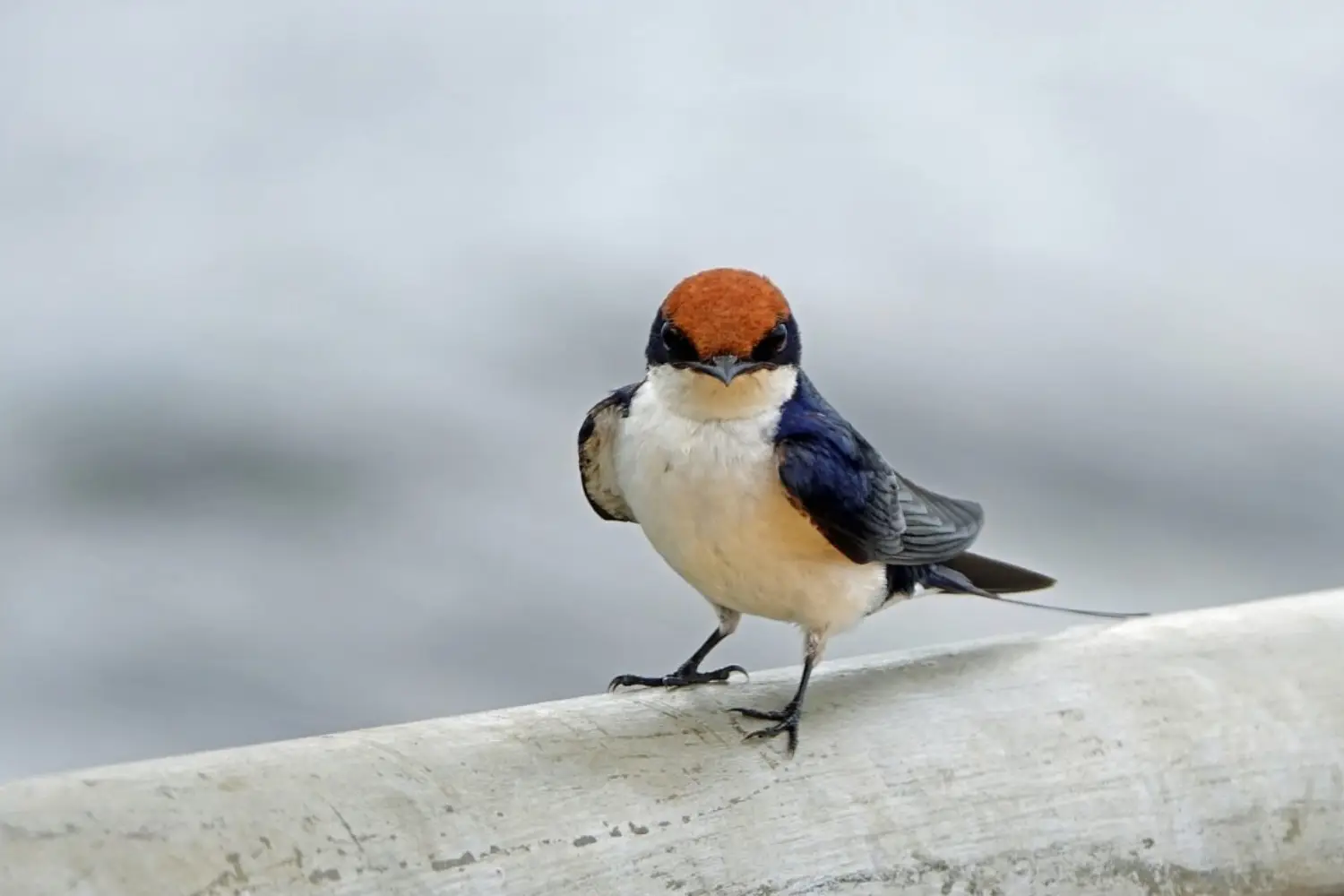 Birding Safari In Kenya