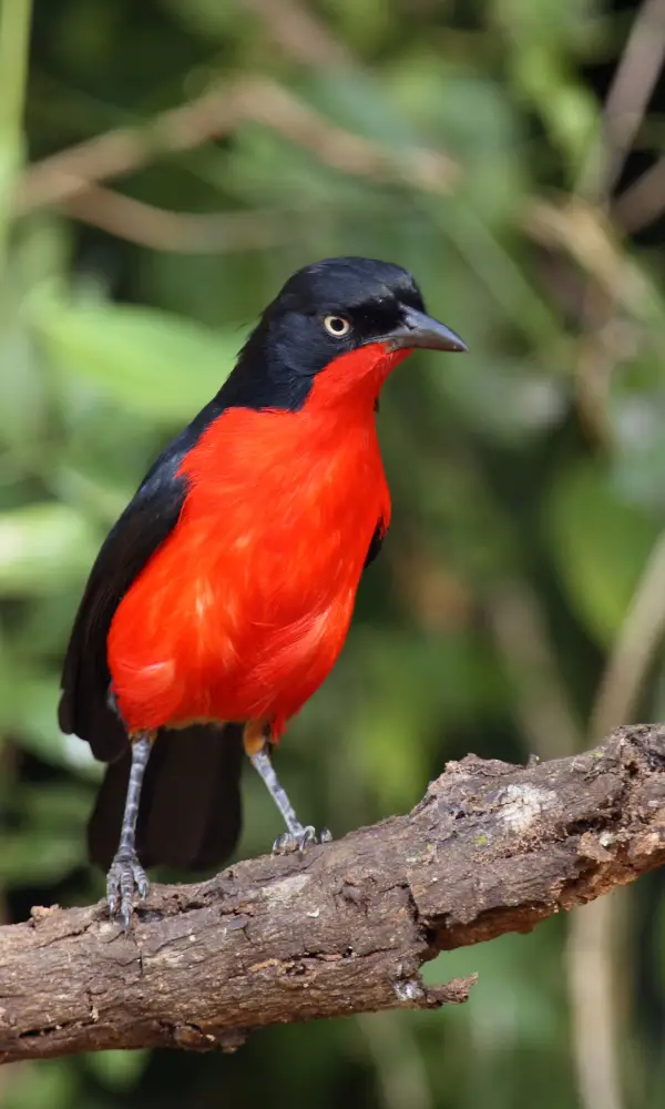 Birding Safari In Kenya
