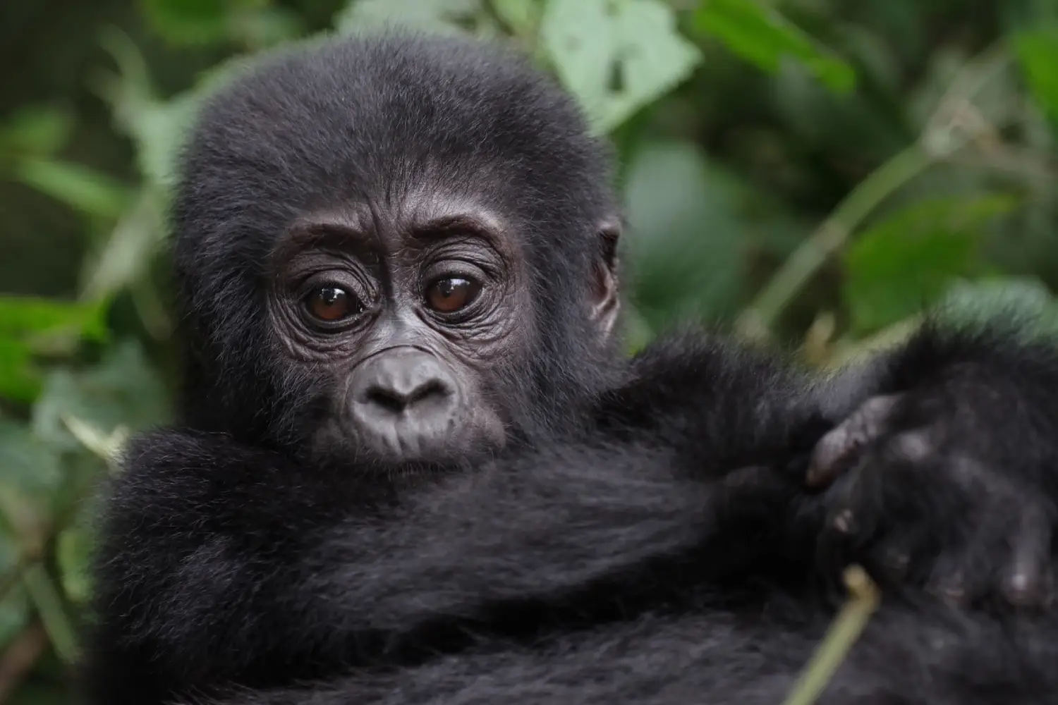 Gorilla Trekking Photo Safari In Uganda