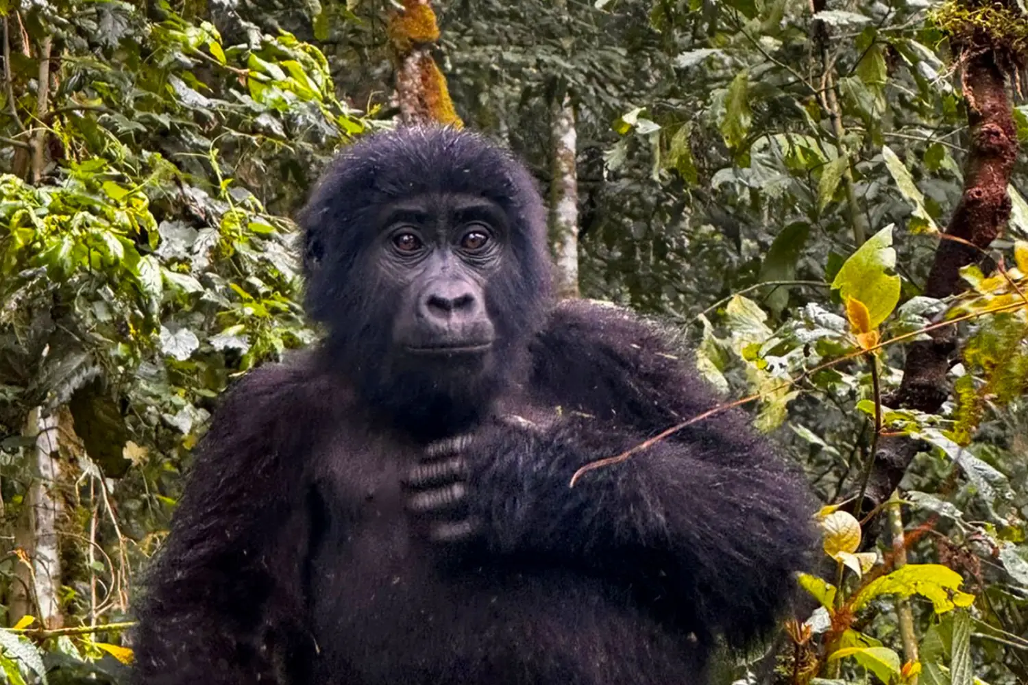 Gorilla Trekking Photo Safari In Uganda