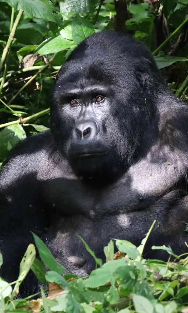 Gorilla Trekking Photo Safari In Uganda
