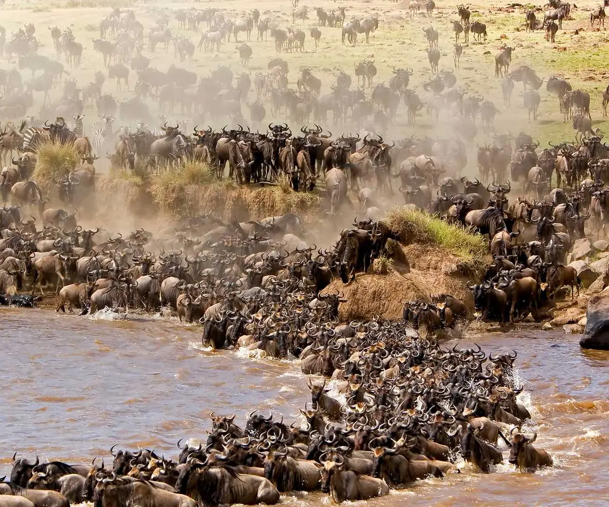 Fly-in Safari to Masai Mara