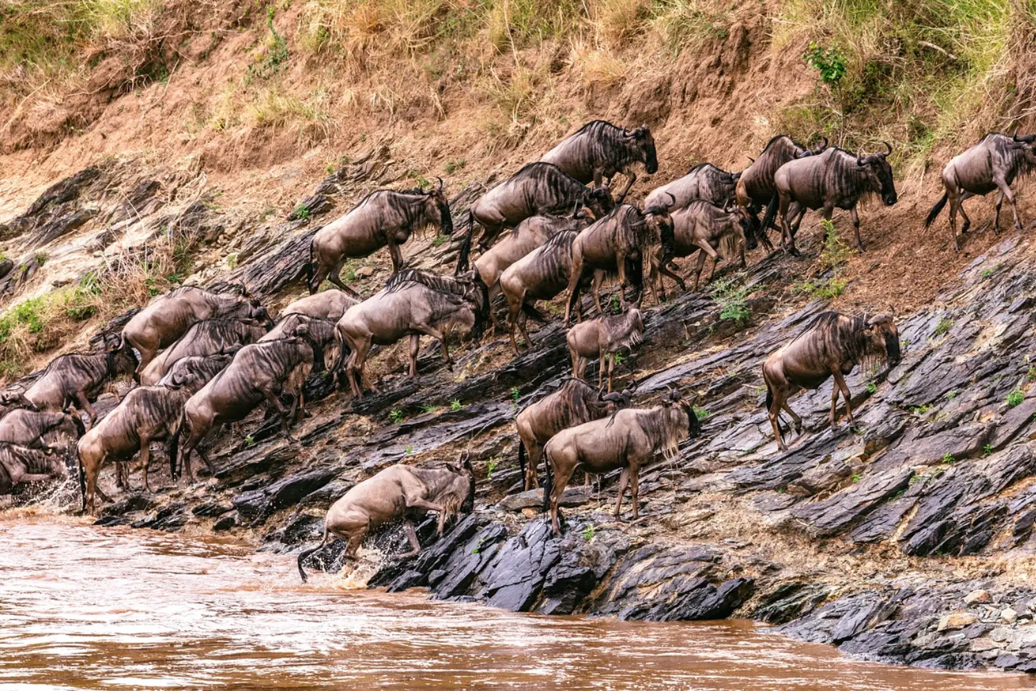 Masai Mara Safari